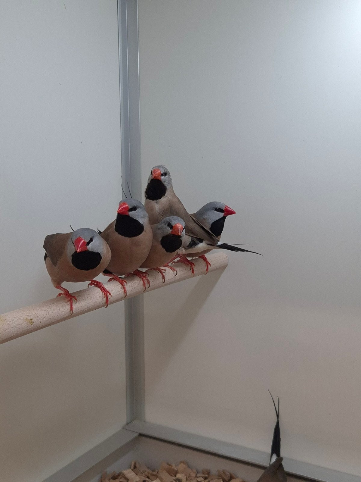 Spitstaart amadines, Meerdere dieren, Tropenvogel, Geringd