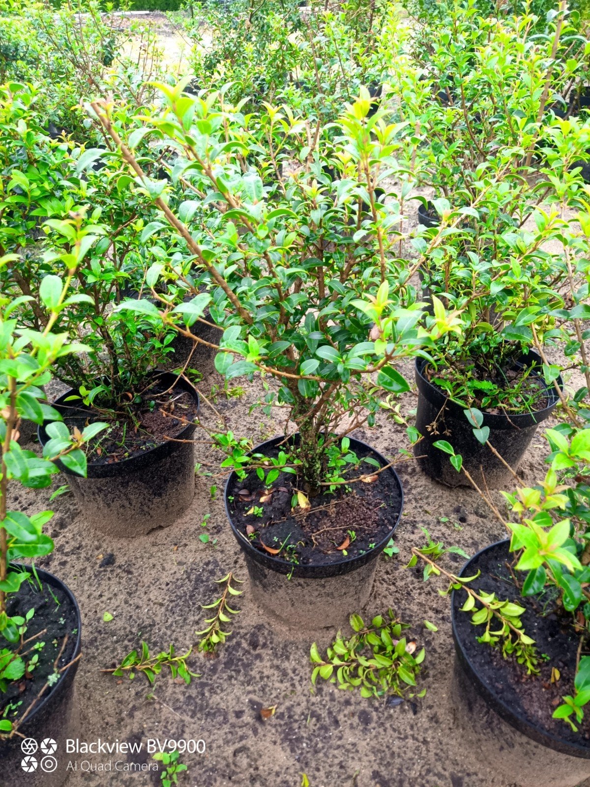 Schijnhulst Osmanthus burkwoordii 40-60cm haag plant struik, Tuin en Terras, Ophalen of Verzenden, Overige soorten, Struik, Minder dan 100 cm