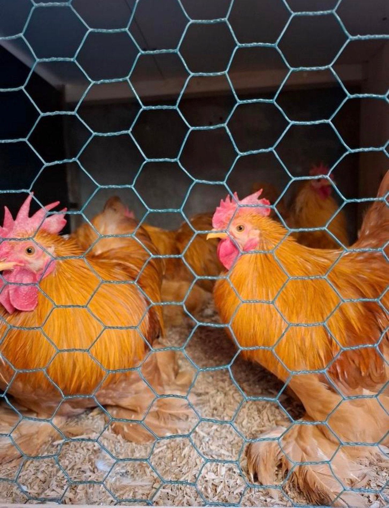 Cochin kriel hanen, Dieren en Toebehoren, Pluimvee, Mannelijk, Kip