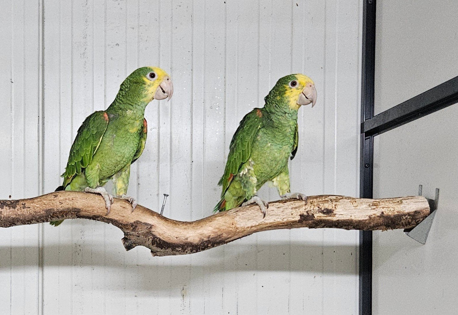 1-1 Dubbele geelkop amazone, Dieren en Toebehoren, Meerdere dieren, Papegaai, Geringd