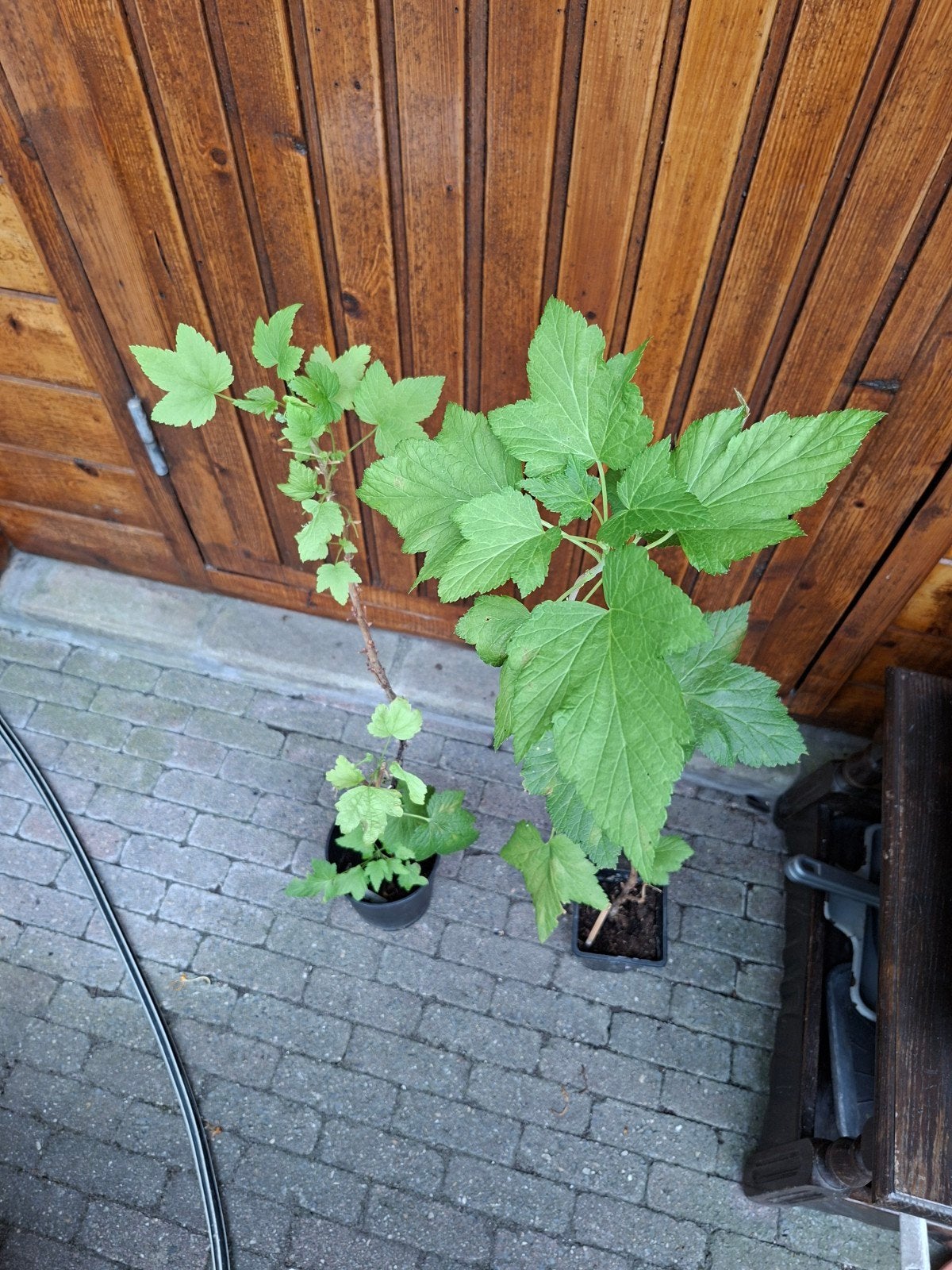 2 Zwarte Bes planten, Ophalen, Minder dan 100 cm, Overige soorten, Zomer