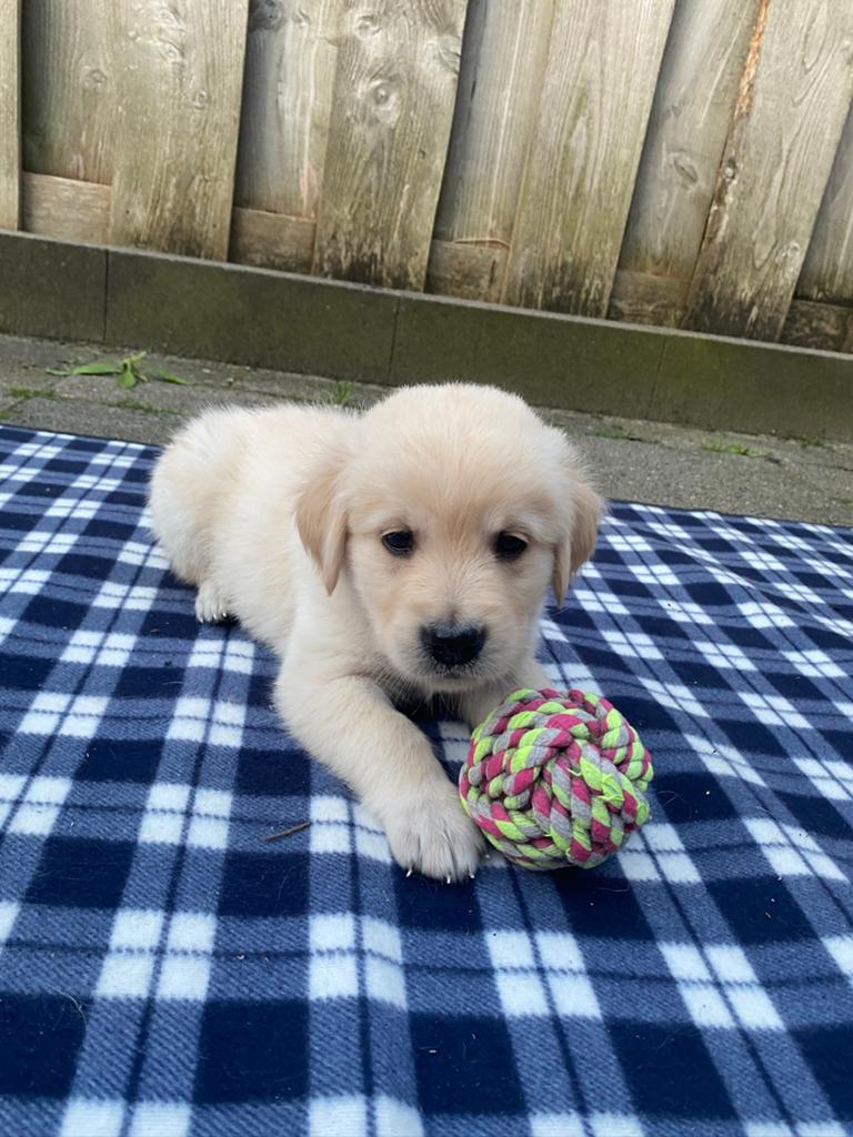 Golden retriever pups, Dieren en Toebehoren, Honden | Retrievers, Spaniëls en Waterhonden, 8 tot 15 weken, Meerdere, Meerdere dieren