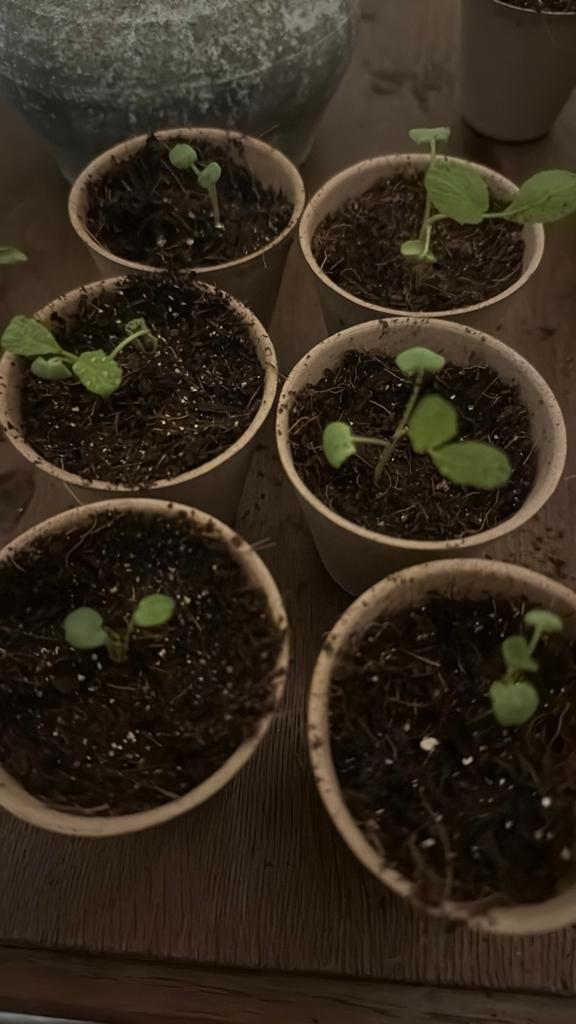 Biologische salie stekjes, Ophalen, Eenjarig, Groenteplanten, Volle zon