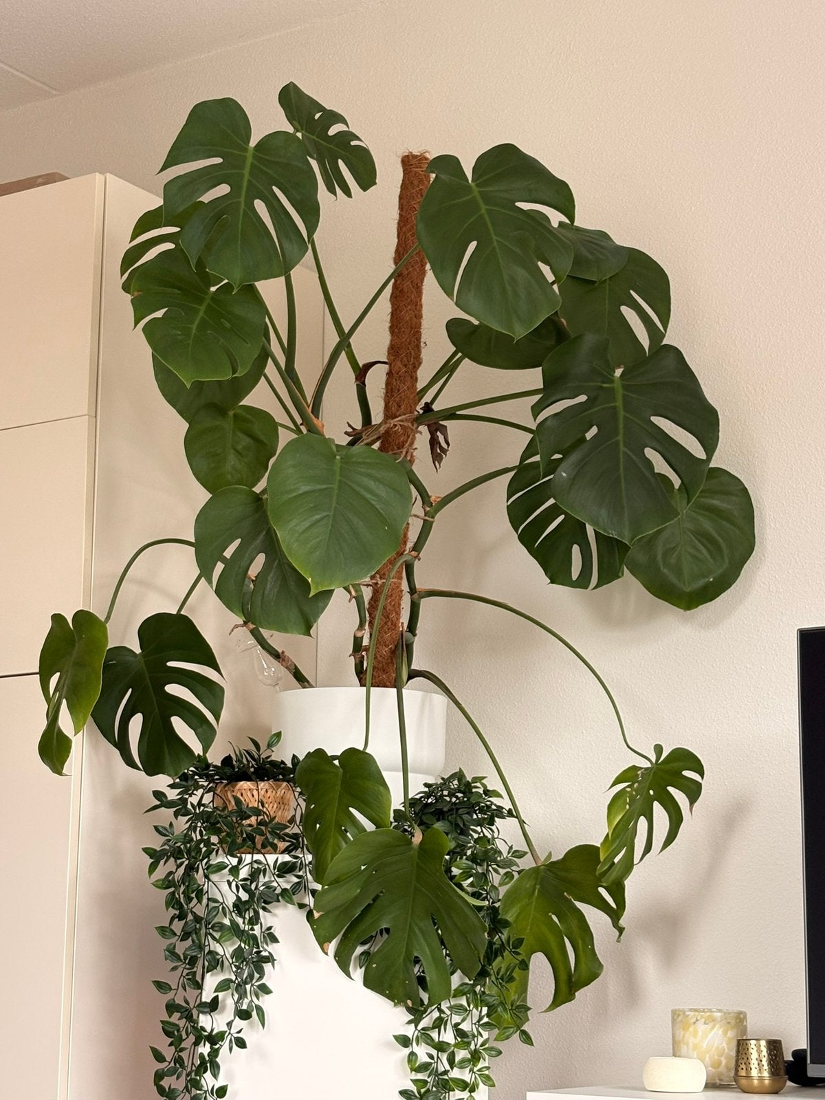 Grote Monstera met mosstok en bloempot, Ophalen of Verzenden, Halfschaduw, Minder dan 100 cm