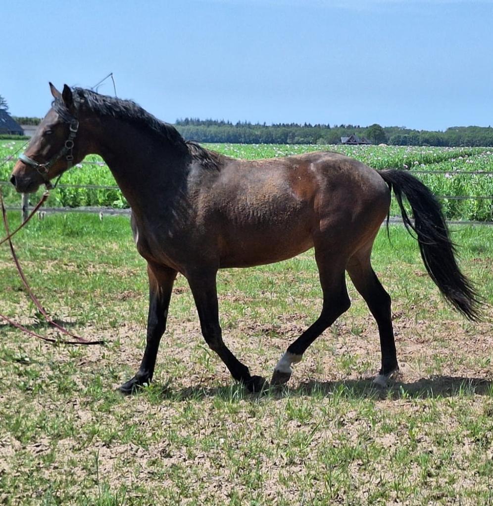 Te koop 2-jarige KWPN-hengst  U2 HJH, Dieren en Toebehoren, Hengst