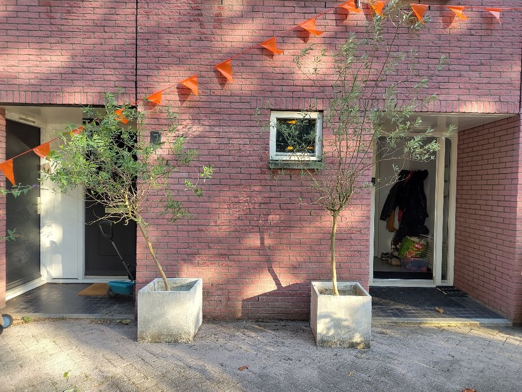 2 Olijfbomen, Lente, 100 tot 250 cm, Olijfboom, Ophalen