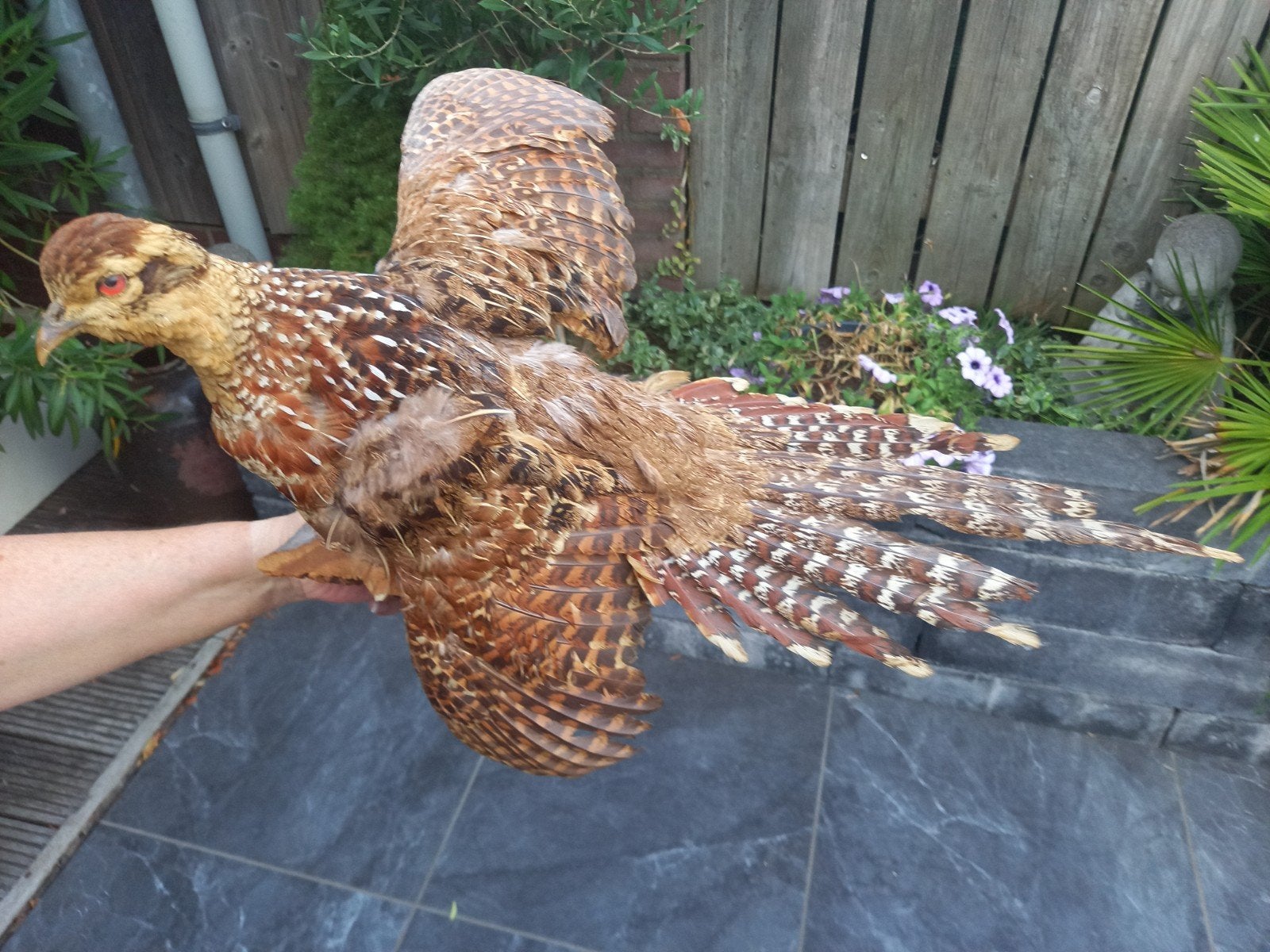 kraaghoen opgezet teab, Verzamelen, Ophalen, Zo goed als nieuw, Vogel, Opgezet dier