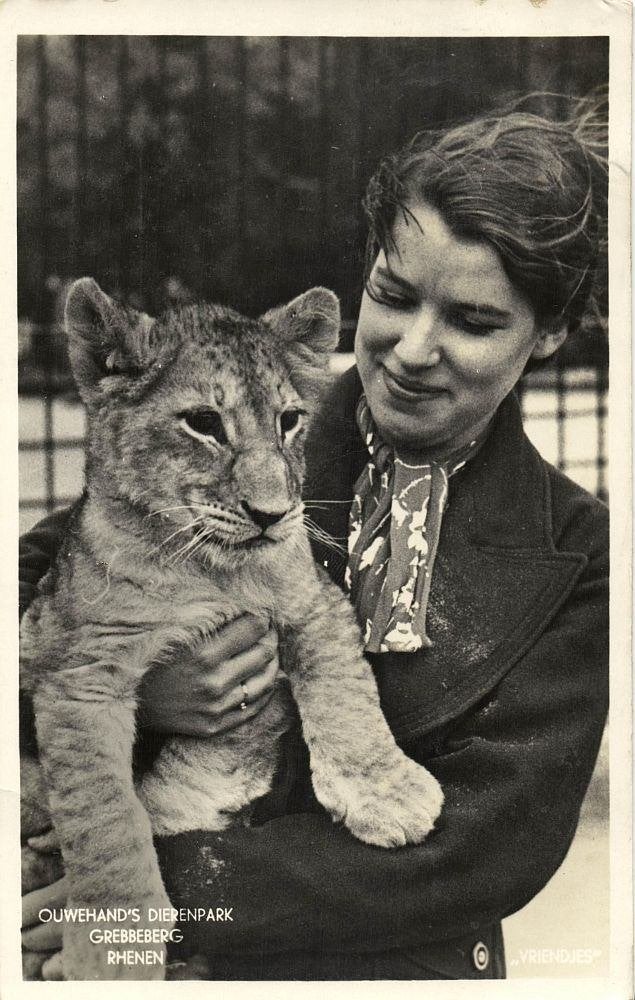 RHENEN, Ouwehand's Dierenpark, Leeuw (1943) Ansichtkaart, Ophalen of Verzenden, 1940 tot 1960, Gelopen, Utrecht