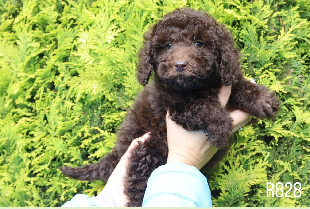 Prachtige mini doodle pups te koop, Parvo, Nederland, Overige rassen, 8 tot 15 weken