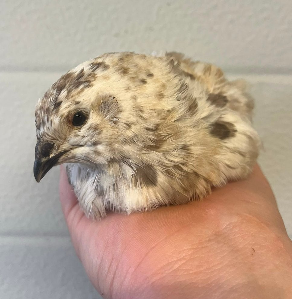 Groep japanse kwartels, Meerdere dieren
