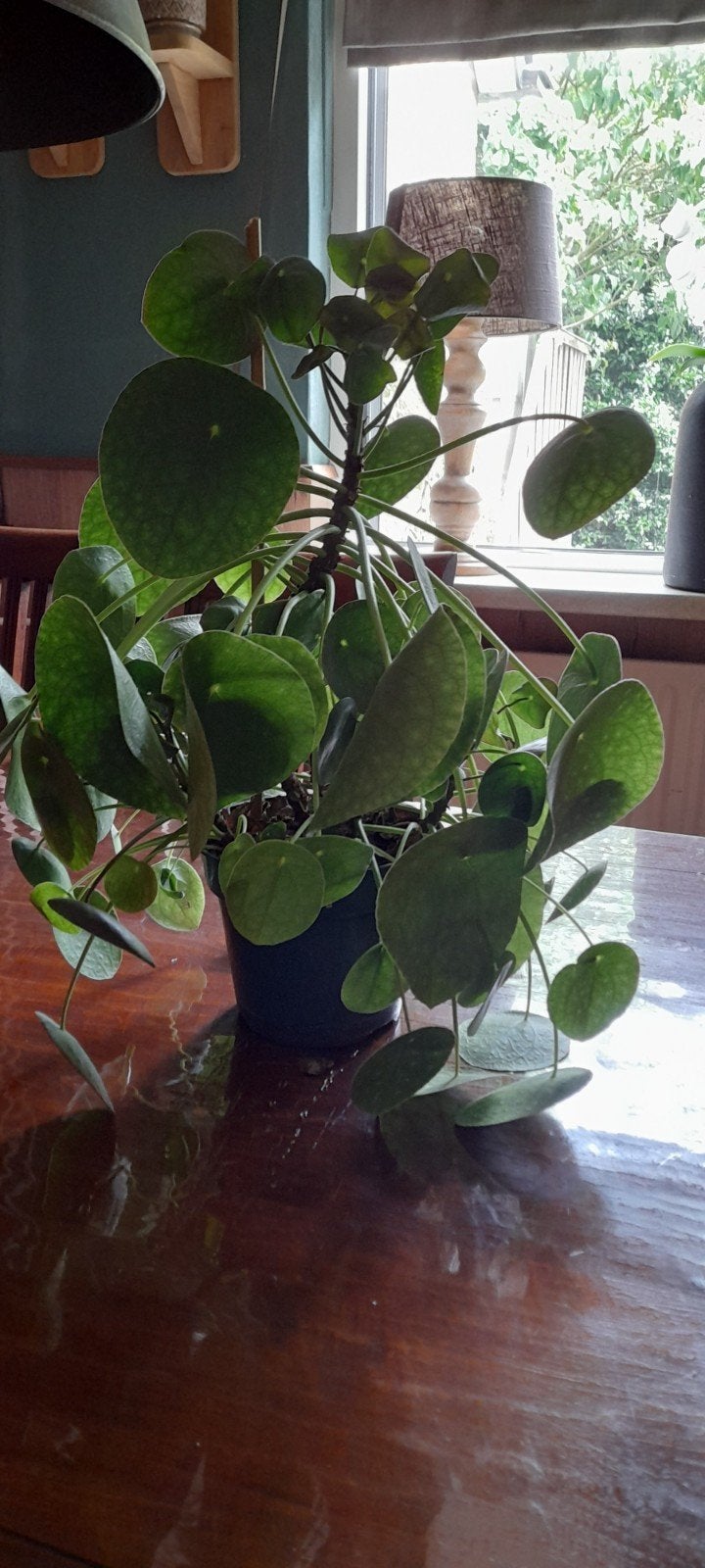 Pannekoekplant, Ophalen