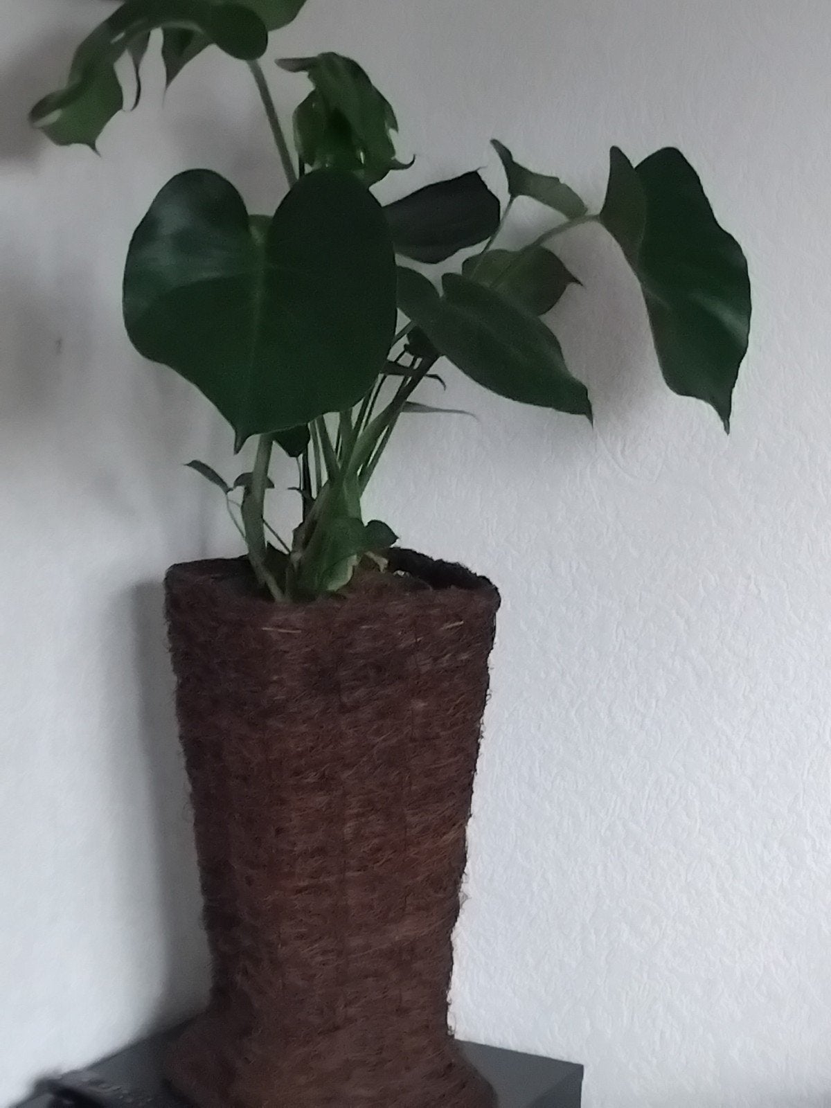 HOGE RIETEN POT MET PLANT, Ophalen, Halfschaduw, Minder dan 100 cm