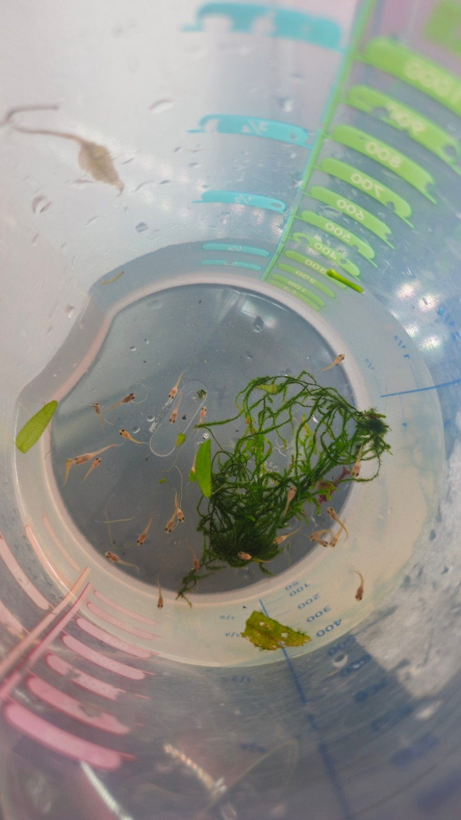 Gratis (baby) Endler guppen, Vis