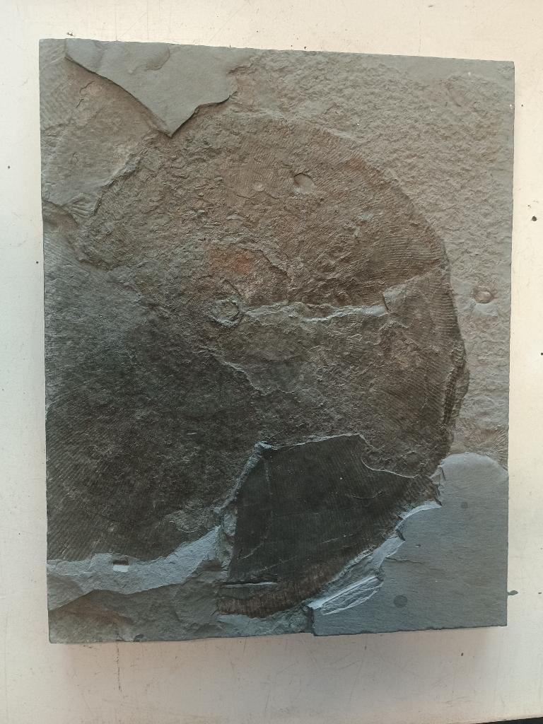 Ammoniet, Verzamelen, Mineralen en Fossielen, Ophalen of Verzenden, Fossiel