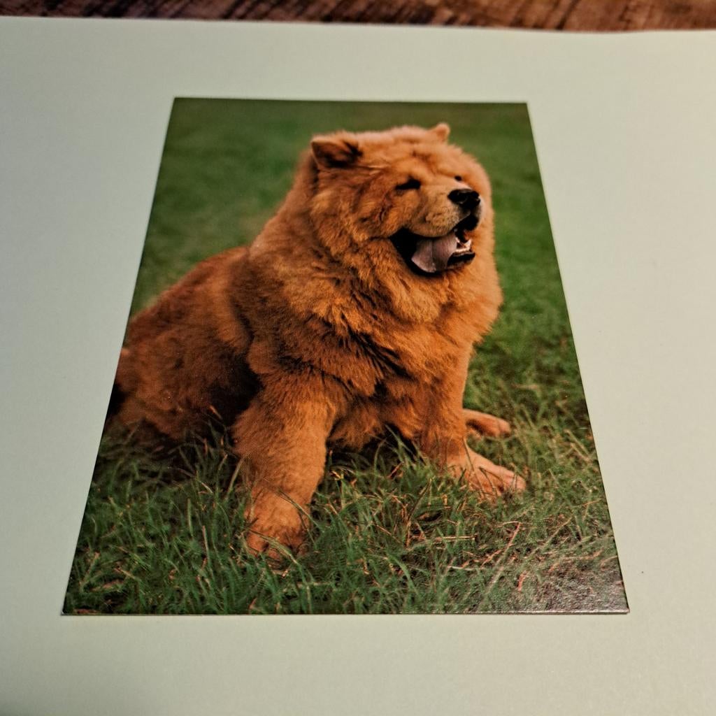 Chow Chow Hond Ansichtkaart - Ongelopen, Ophalen of Verzenden, 1980 tot heden, Ongelopen, Natuur