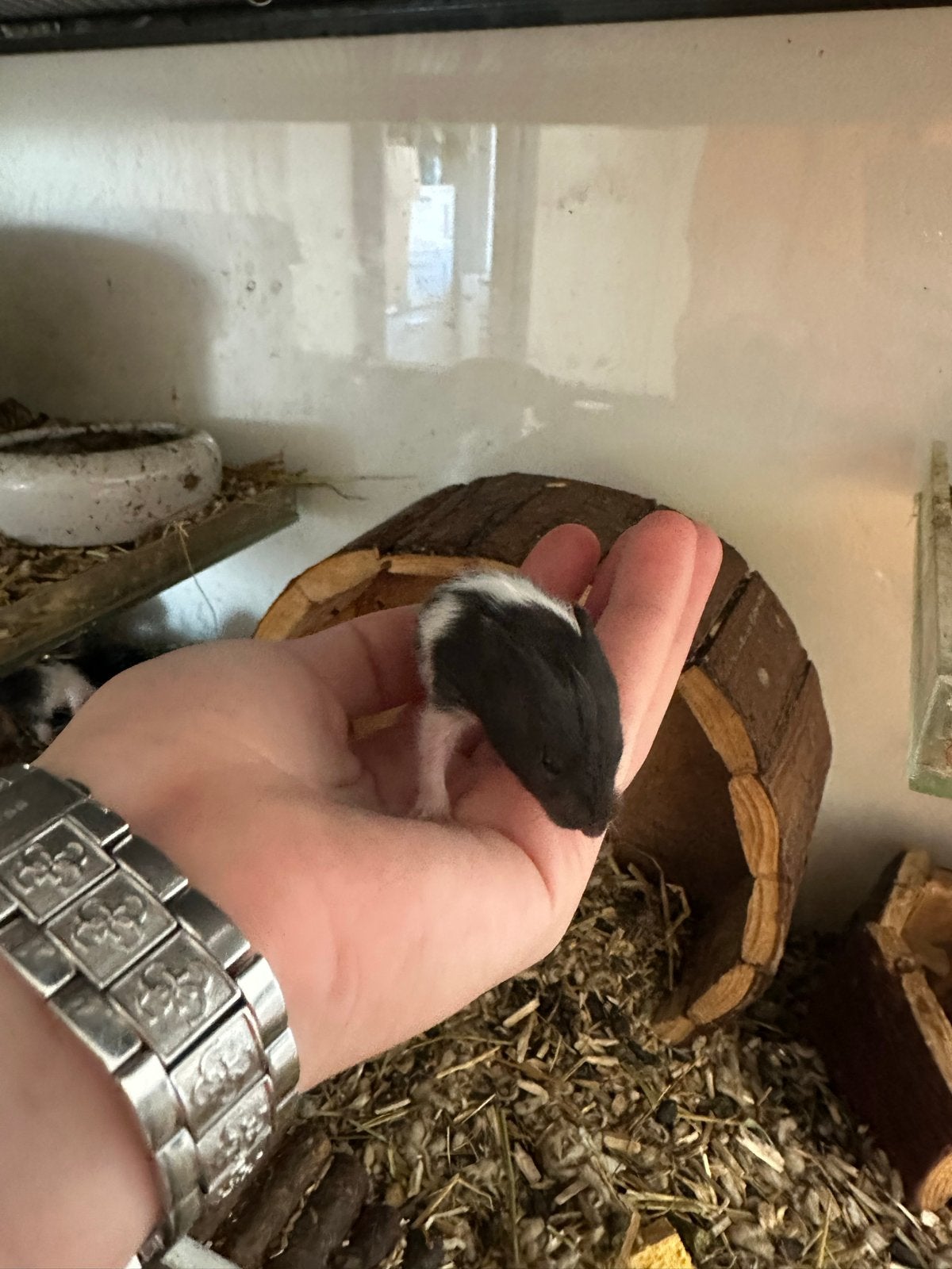 Baby goudhamsters 🥰🐹, Dieren en Toebehoren, Knaagdieren, Hamster, Mei, Meerdere dieren, Tam