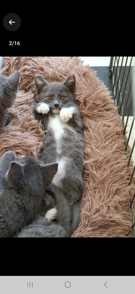 Blauw grijze kitten, schitterende aparte kleur!, Dieren en Toebehoren, Katten en Kittens | Overige Katten, Kater, Kortharig, 0 tot 2 jaar