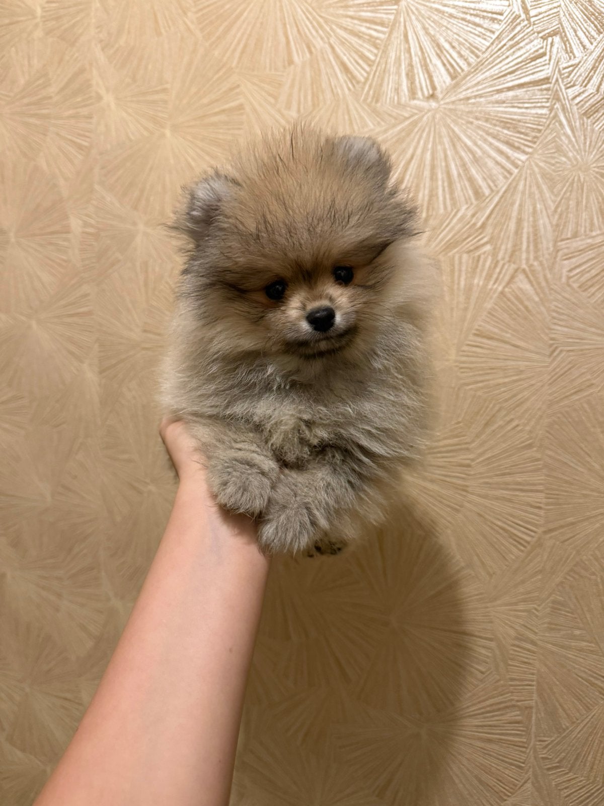 Pomeriaan bearface reutjes, Particulier, Keeshond, Reu, 8 tot 15 weken