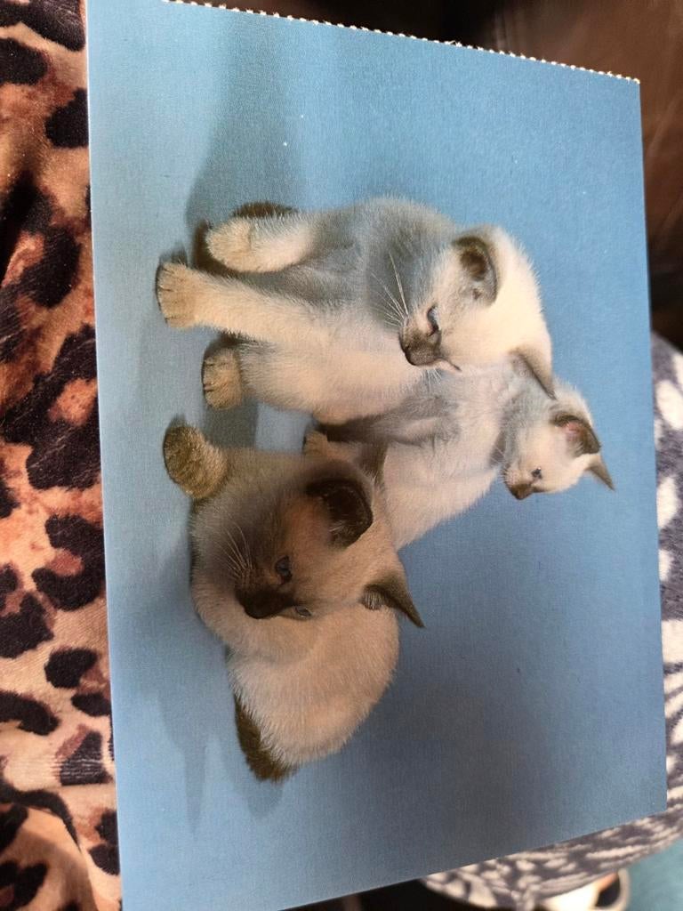 Vintage Ansichtkaart: Schattige Siamees Kittens, Verzamelen, Ansichtkaarten | Dieren, Ongelopen, 1960 tot 1980, Hond of Kat, Ophalen of Verzenden