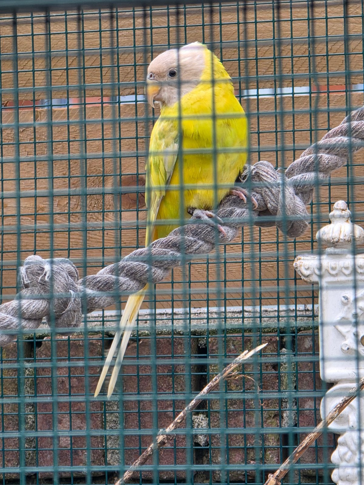 Pruimkop parkiet pop pastel, Dieren en Toebehoren, Vogels | Parkieten en Papegaaien, Vrouwelijk, Parkiet