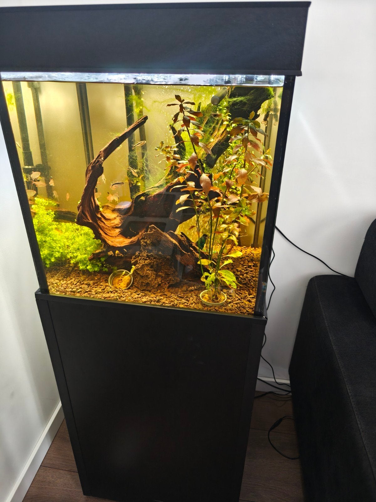 Aquarium met alles erbij, Ophalen, Inclusief vissen, Zo goed als nieuw, Gevuld zoetwateraquarium