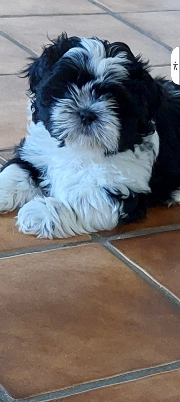 Van particulier. Raszuiver shih tzu reutje., 8 tot 15 weken, CDV (hondenziekte), Eén hond, Nederland