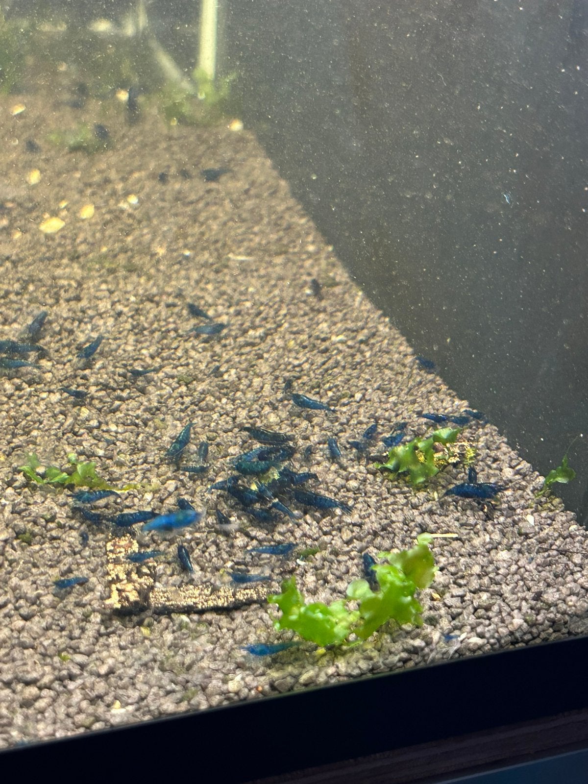 Mooie blue dream neocaridina garnalen, Dieren en Toebehoren, Kreeft, Krab of Garnaal, Zoetwatervis, Schoolvis
