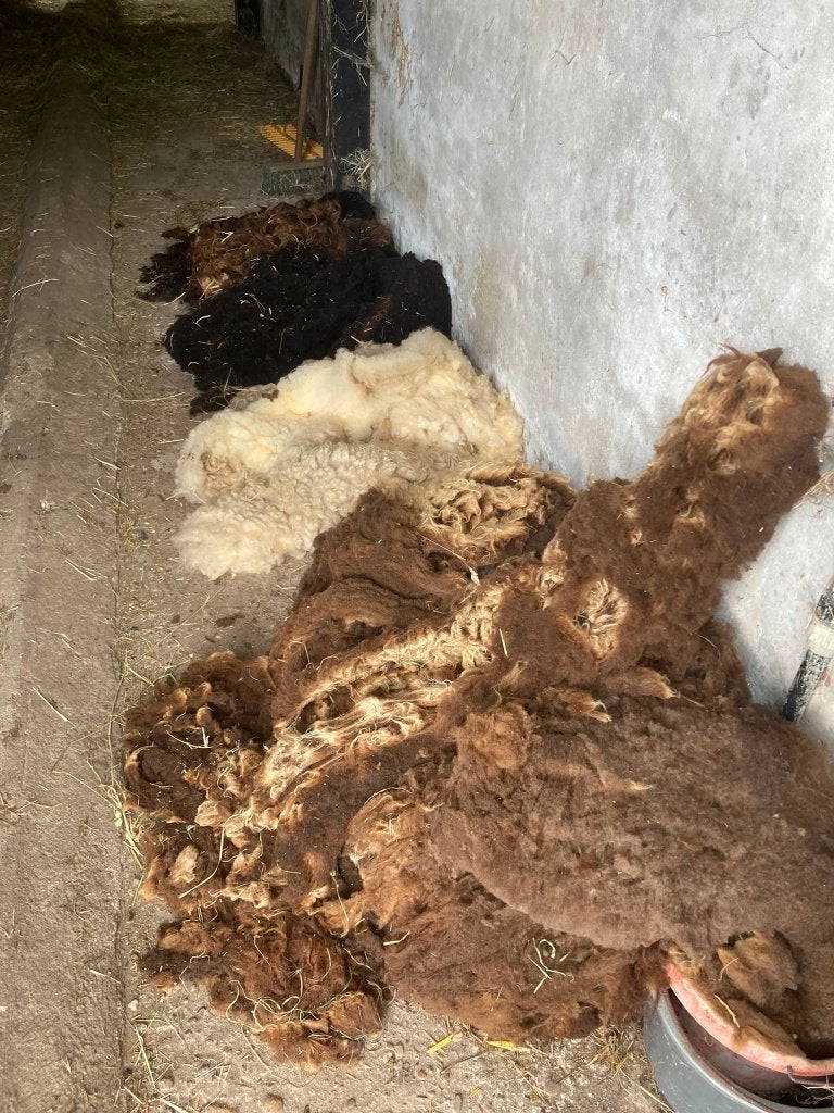 ouessant wol, Hobby en Vrije tijd, Spinnewielen en Spinnen, Ophalen, Zo goed als nieuw, Spinwol
