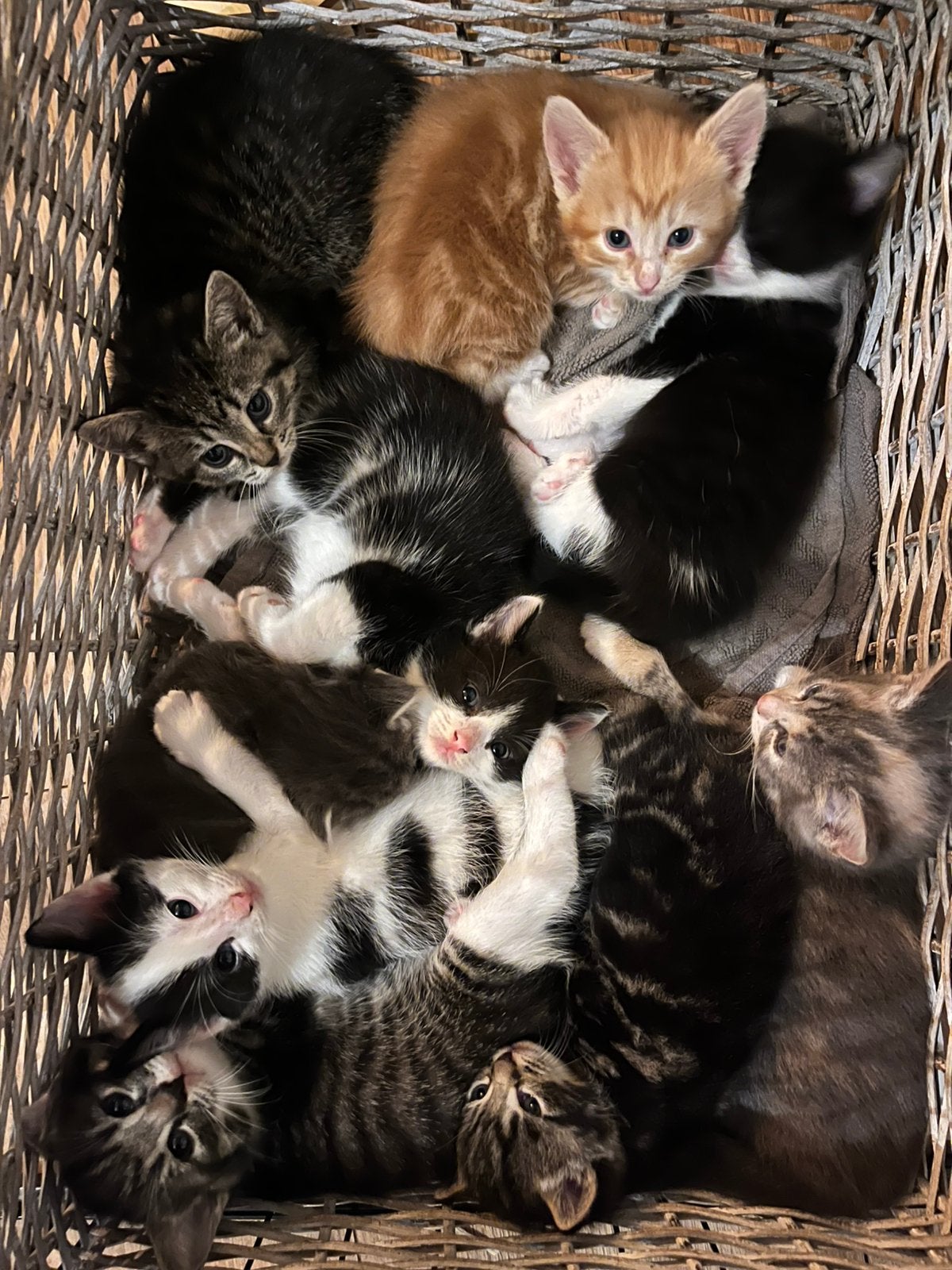 Prachtige fluffy kittens, Dieren en Toebehoren, Meerdere dieren