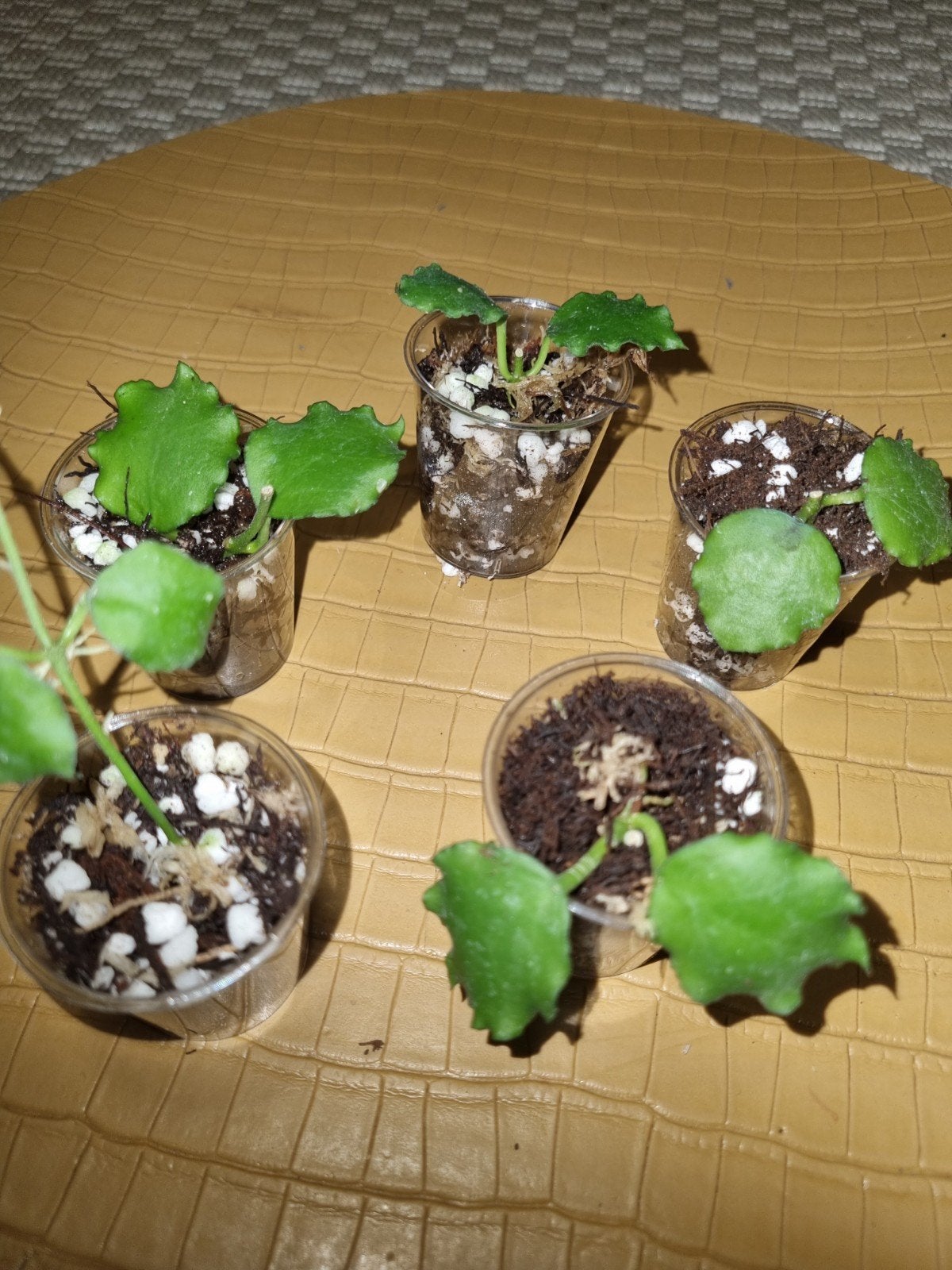 Hoya endauensis, Ophalen of Verzenden, Halfschaduw, Minder dan 100 cm