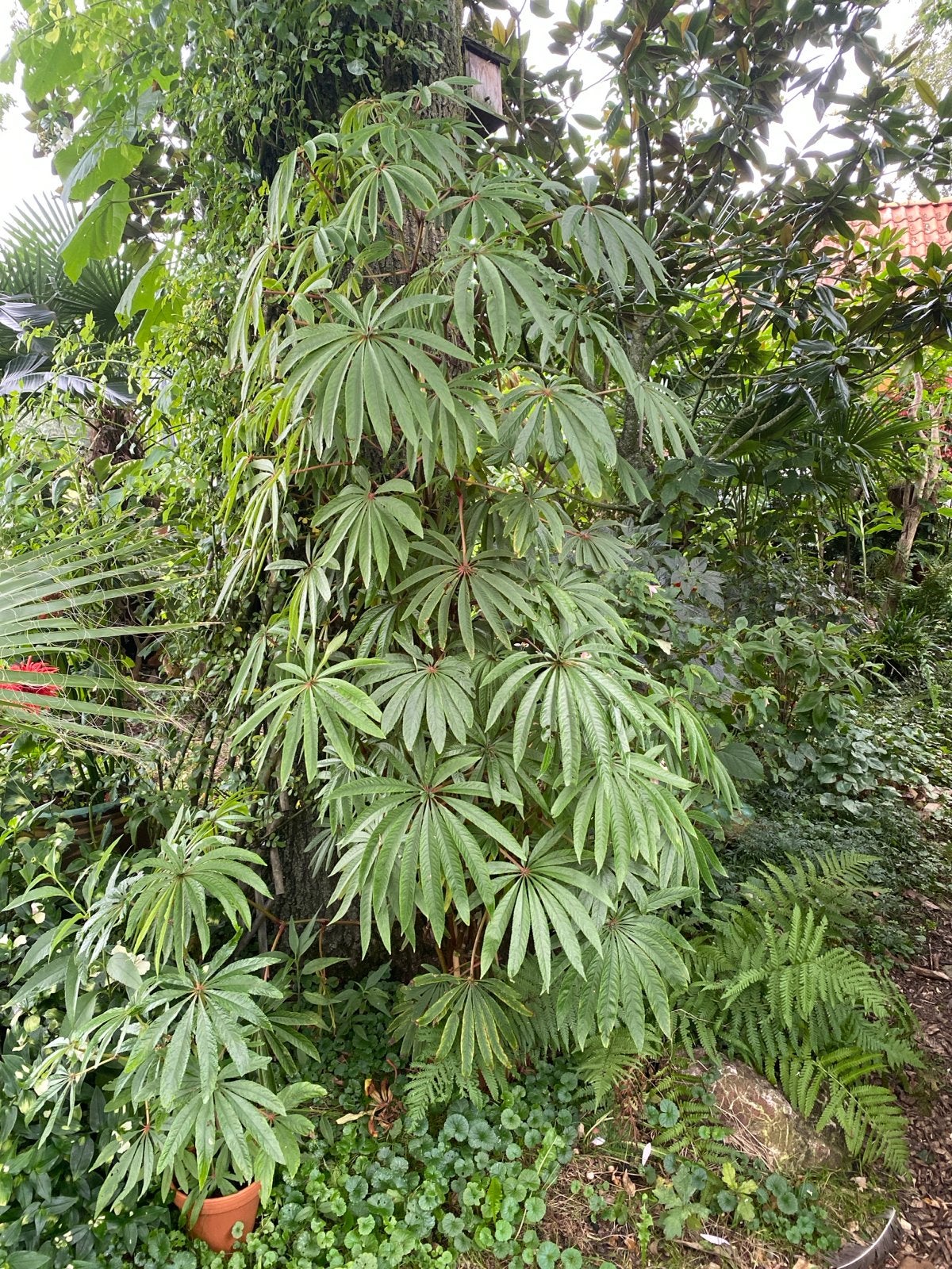 Grote Begonia luxurians, ca. 2 meter hoog, Tuin en Terras, Vaste plant, Halfschaduw, Zomer, Ophalen