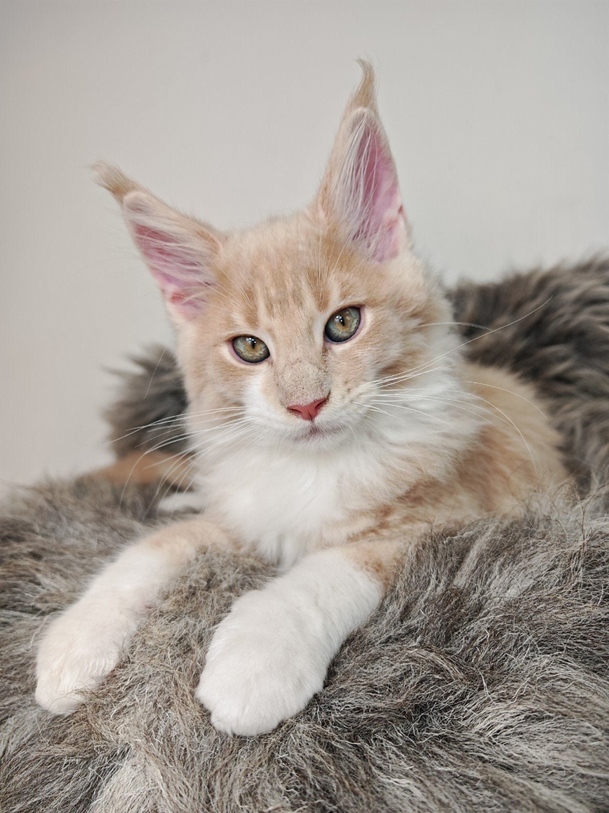 Prachtige maine coon kittens met stamboom!, Meerdere dieren, Met stamboom, 0 tot 2 jaar