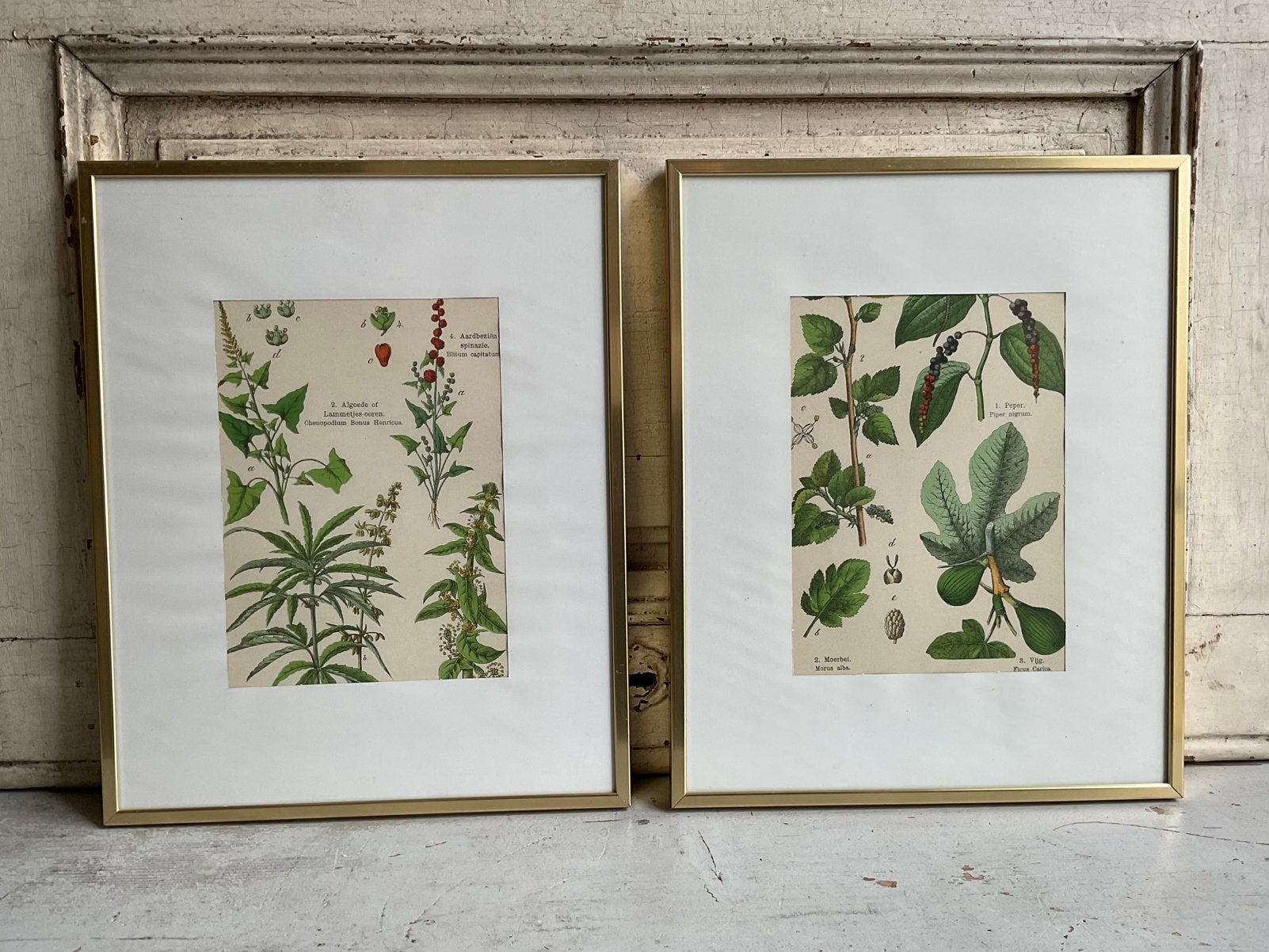 Sale 2 antieke botanische prenten set 4 *tres belle*, Verzenden