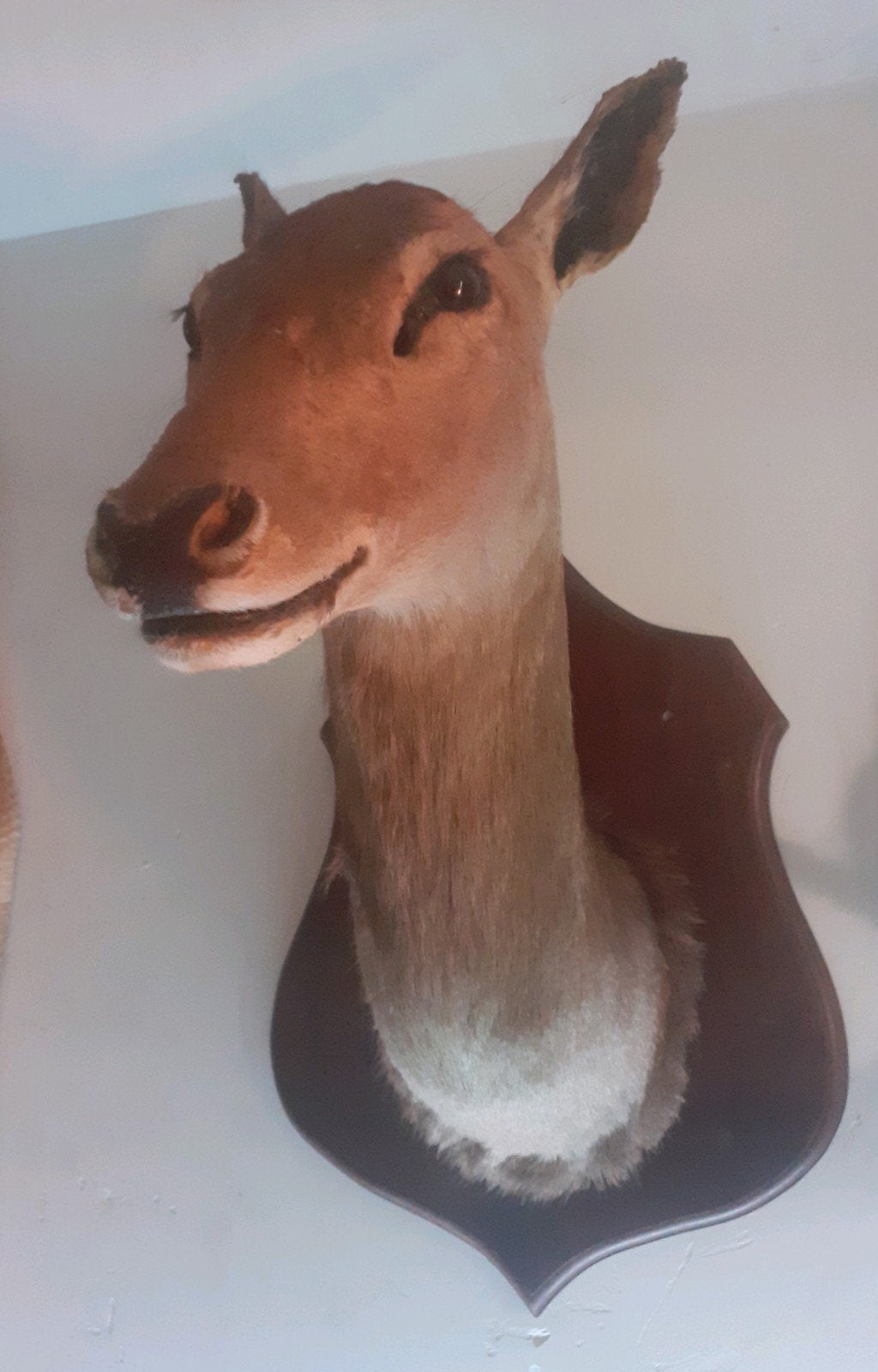Edelhert hinde kop op schild – prachtige taxidermie, Verzamelen, Ophalen of Verzenden, Zo goed als nieuw, Hert, Gewei of Kop