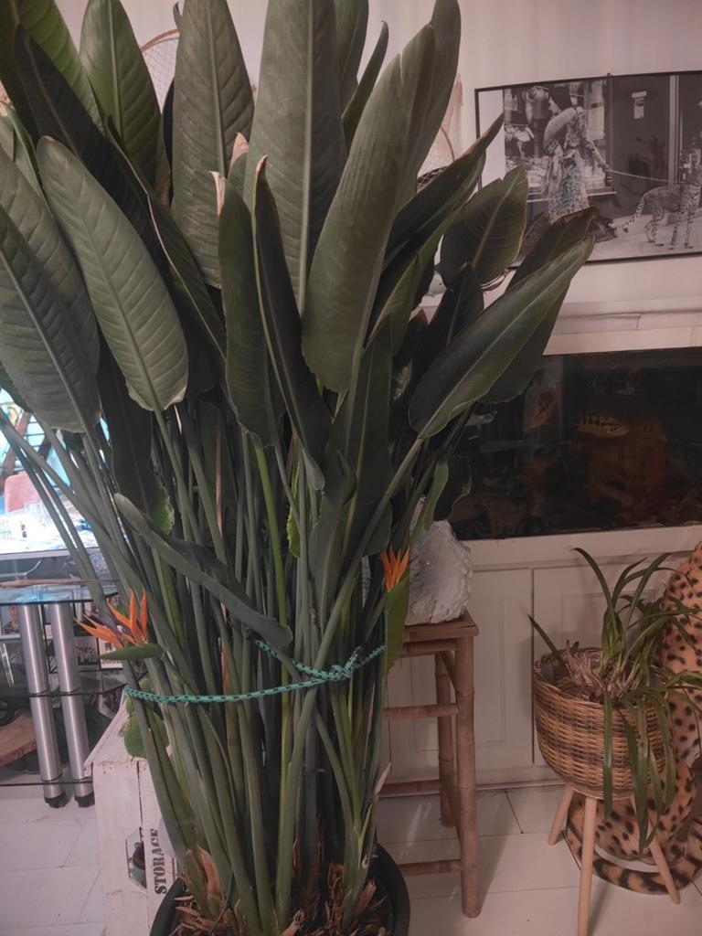 Strelitzia xxl, Huis en Inrichting, Ophalen of Verzenden, Halfschaduw, 200 cm of meer