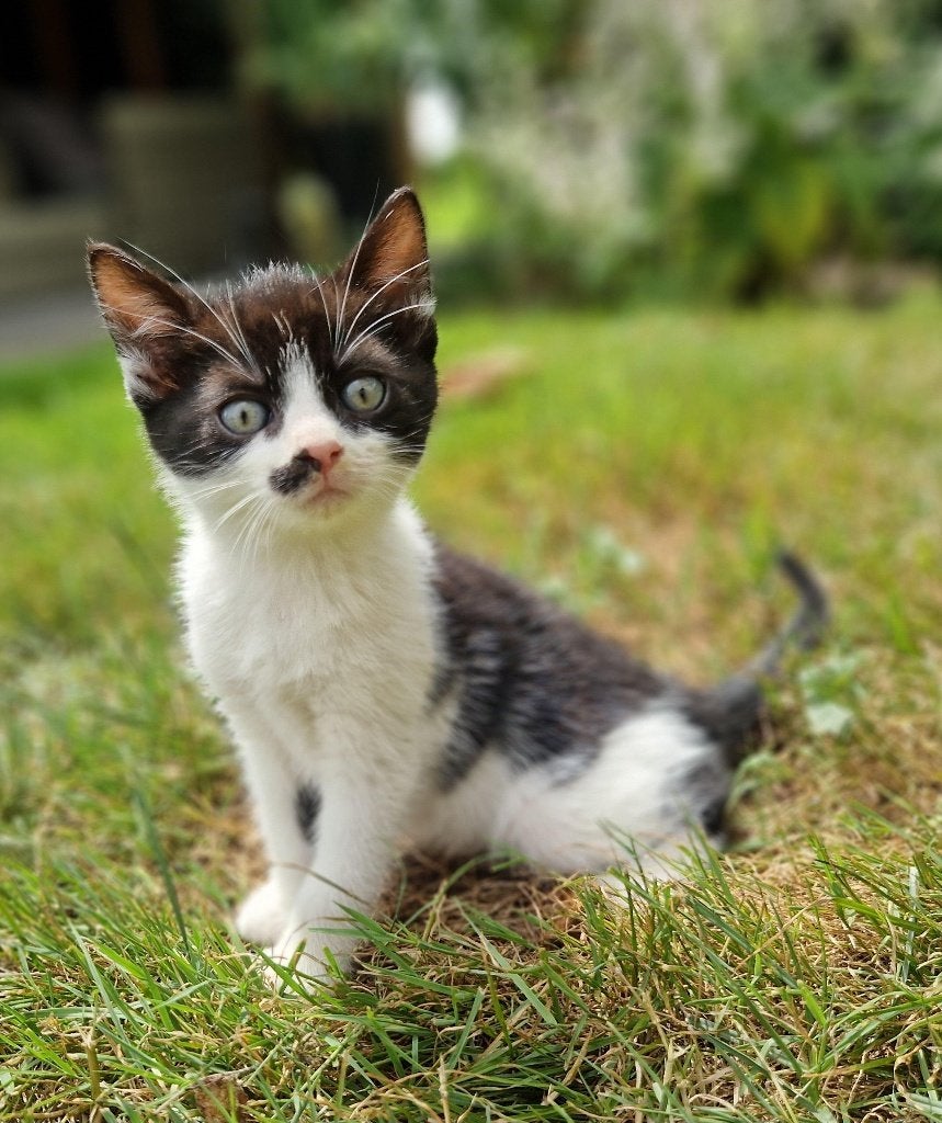 kittens, Dieren en Toebehoren, Meerdere dieren, Ontwormd, 0 tot 2 jaar