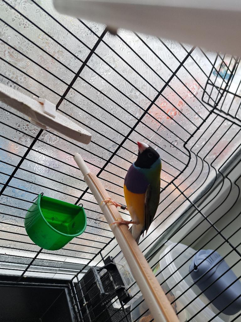 Gouldamadines met kooi, Dieren en Toebehoren, Vogels | Overige Vogels, Mannelijk, Tropenvogel