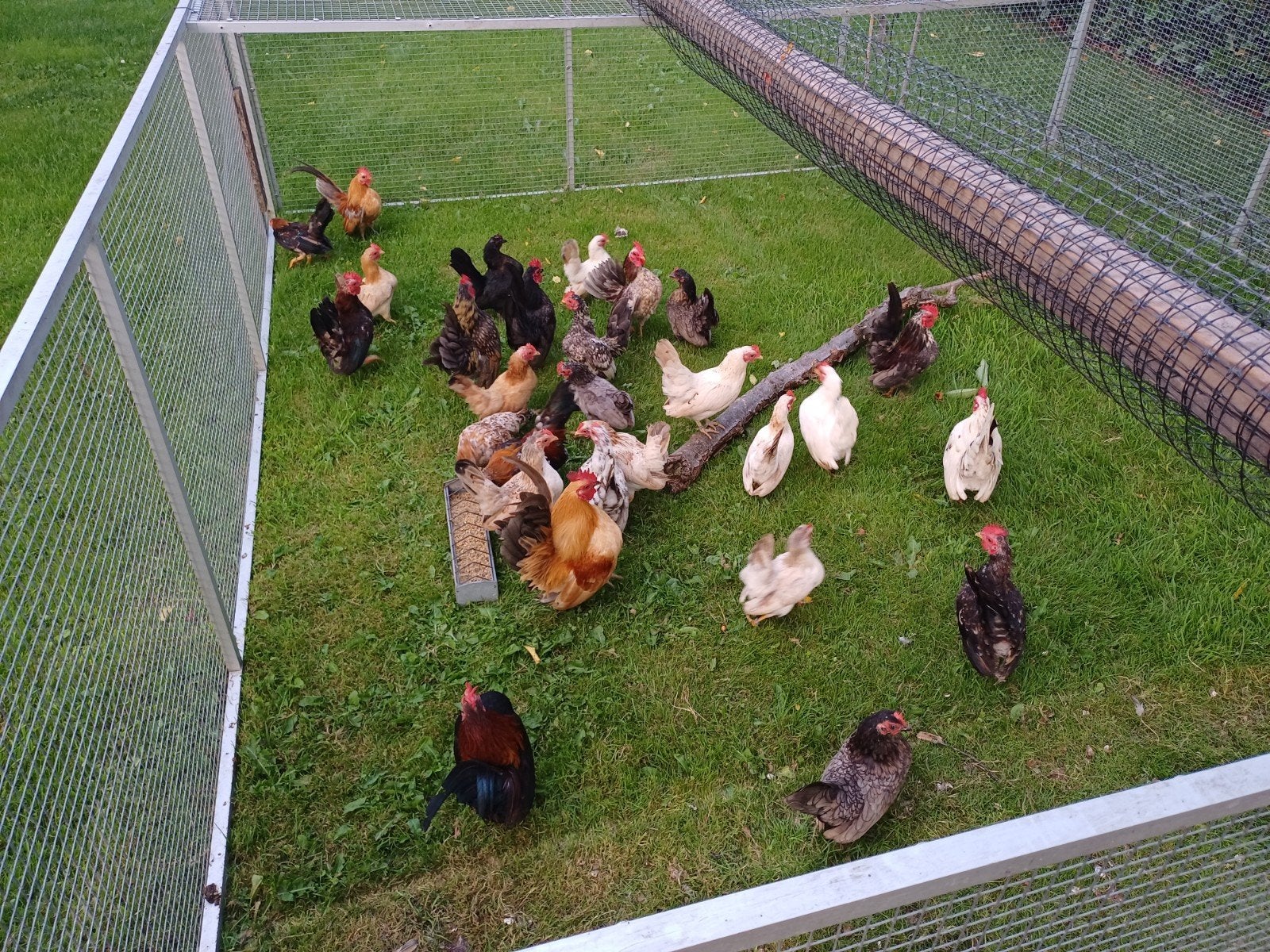 Serama hennetjes en haantjes, Dieren en Toebehoren, Pluimvee, Meerdere dieren, Kip