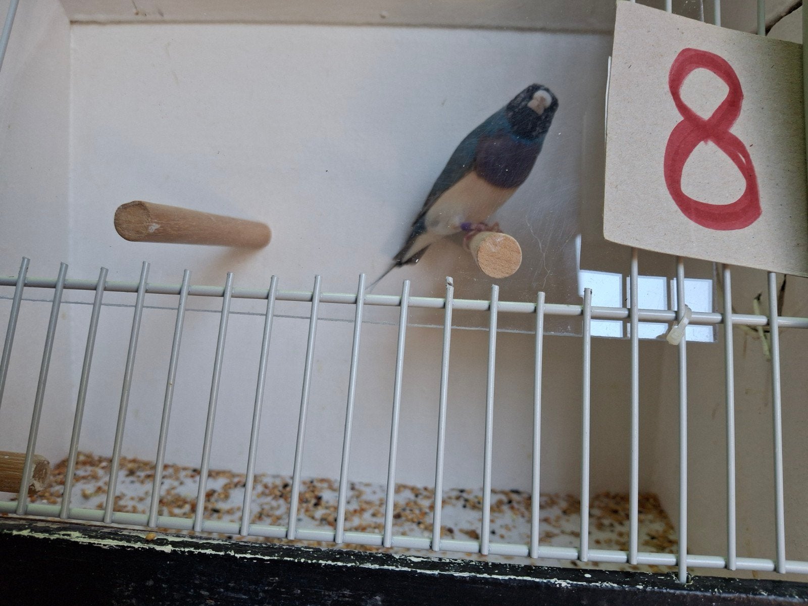 Gouldamadine, Dieren en Toebehoren, Vogels | Overige Vogels, Mannelijk, Tropenvogel, Geringd