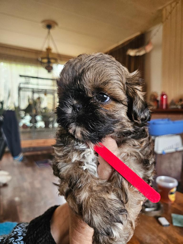 # Prachtige Zwart Bruine Shih tzu pups vanaf 18 mei mee#, Overige rassen, Meerdere, Meerdere dieren, Nederland