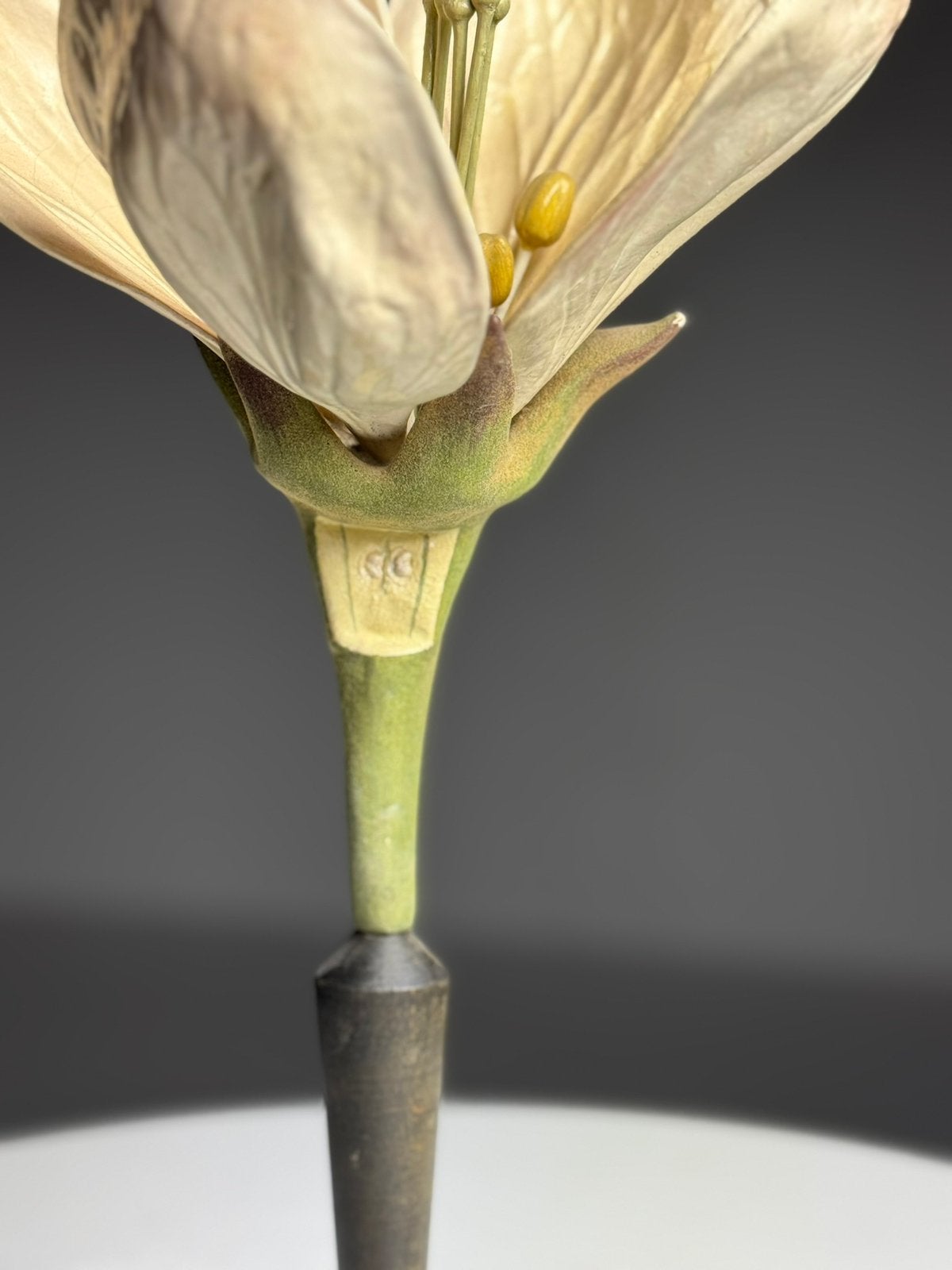 Duits Botanisch model ca. 1900, Ophalen of Verzenden