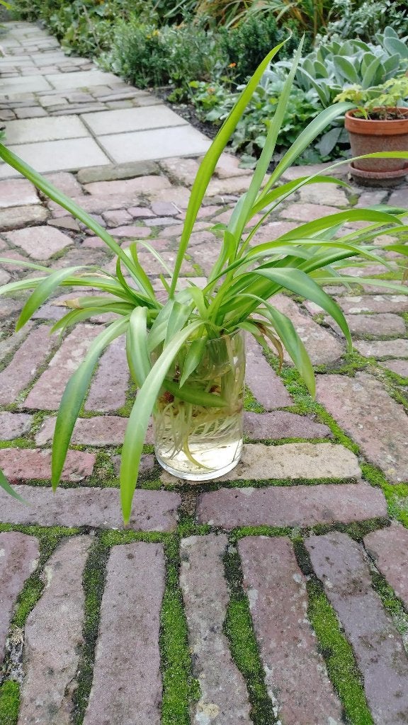 Stekken hangplant, Ophalen, Nieuw