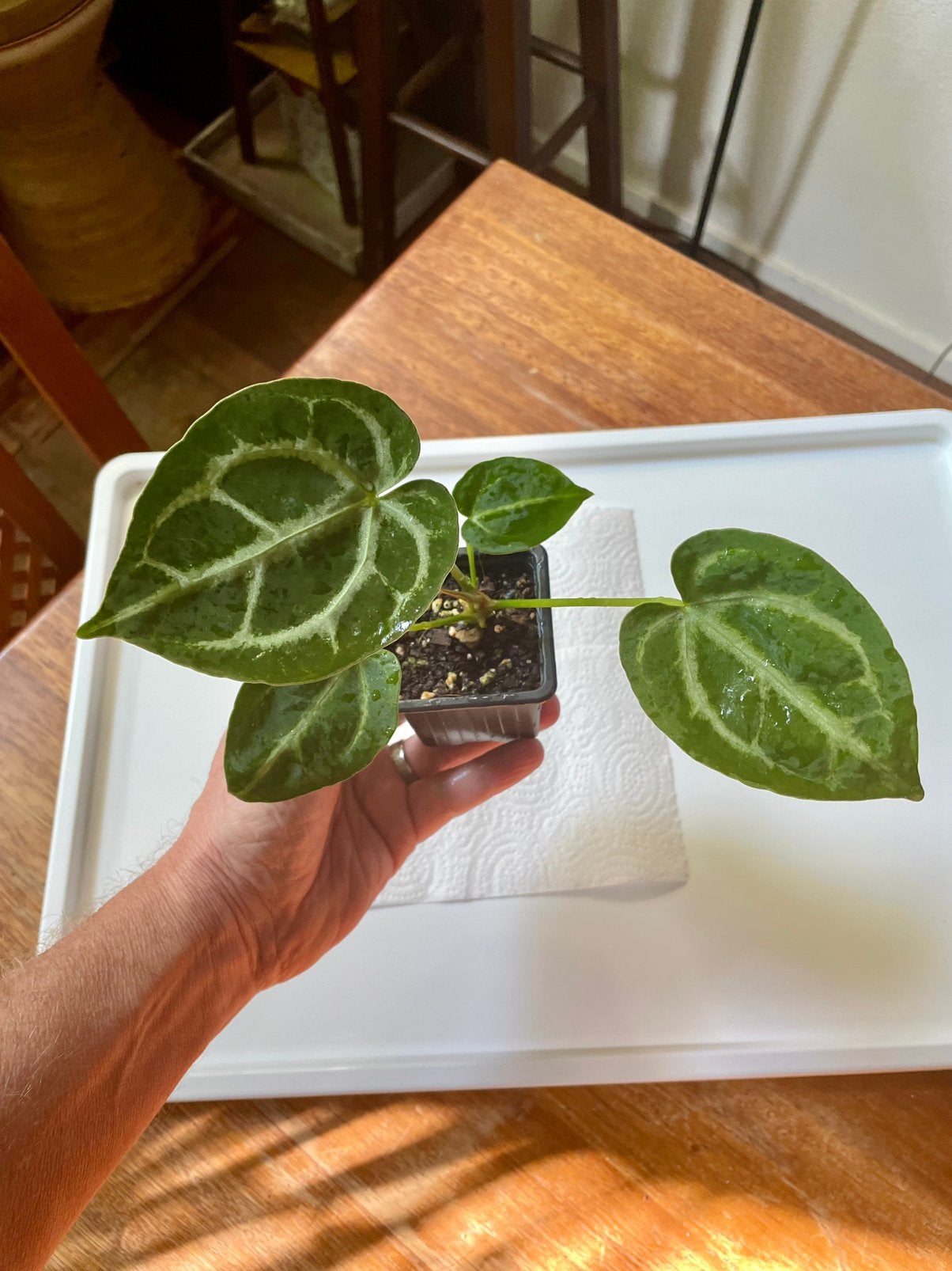 Anthurium Silver Blush x (Pap  Regale  Magnificum), Ophalen of Verzenden, Halfschaduw, Minder dan 100 cm