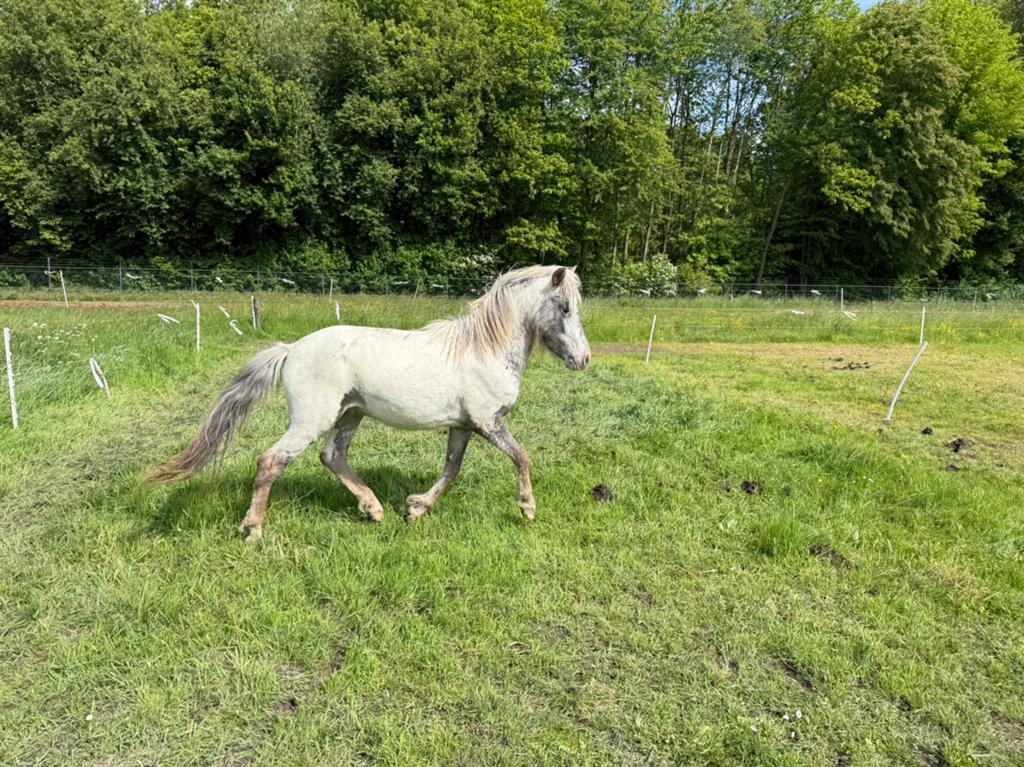 Prachtige 2-jarige few spot hengst 112cm met topafstamming, Hengst