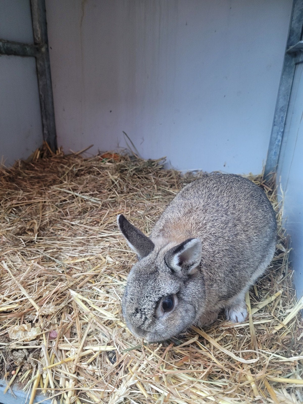 Dwergkonijntje ram., Dieren en Toebehoren, Konijnen, Mannelijk, Dwerg