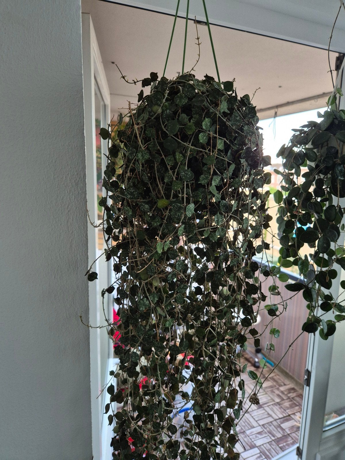 Hoya Curtisii  stekken, Ophalen of Verzenden, Halfschaduw, Minder dan 100 cm