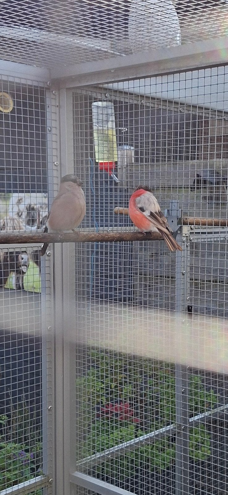 noordsegoudvinken, Dieren en Toebehoren, Meerdere dieren, Geringd