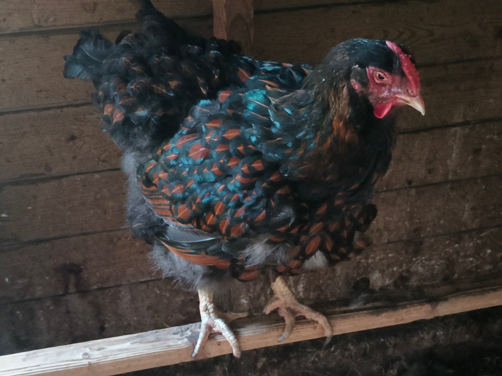 Wyandotte hen groot zwart gezoomd, Vrouwelijk, Kip