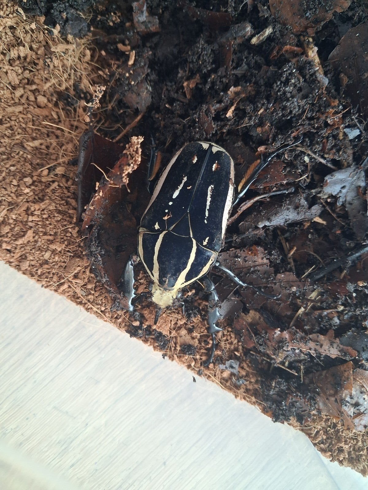 Mecynorhina torquata ugandensis Imago's, Dieren en Toebehoren, Overige soorten