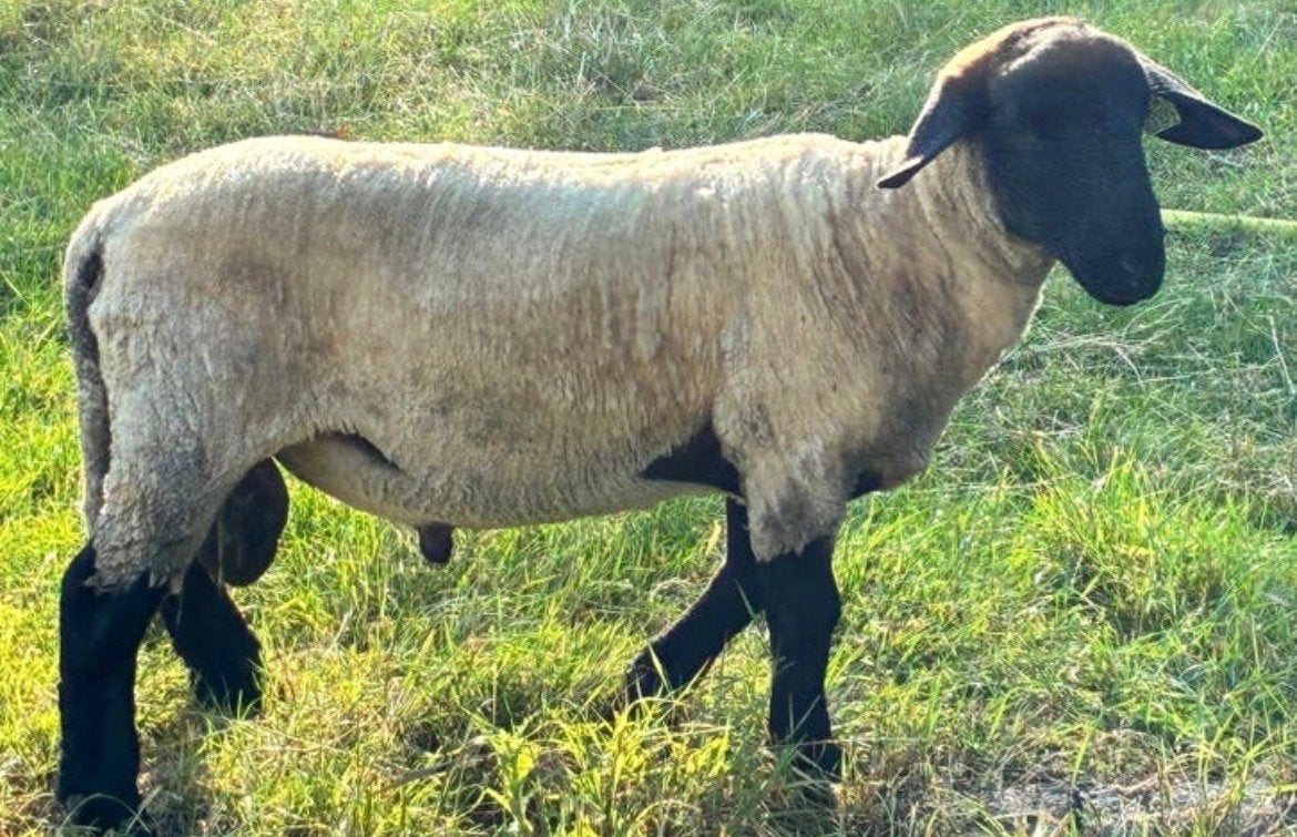 Suffolk ram, Dieren en Toebehoren, Mannelijk, Schaap, 0 tot 2 jaar